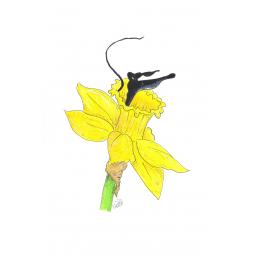 Daffodil BORDERLESS.jpg